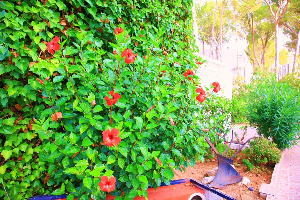פגוארה Villa Columbus Family Boutique Hotel מראה חיצוני תמונה